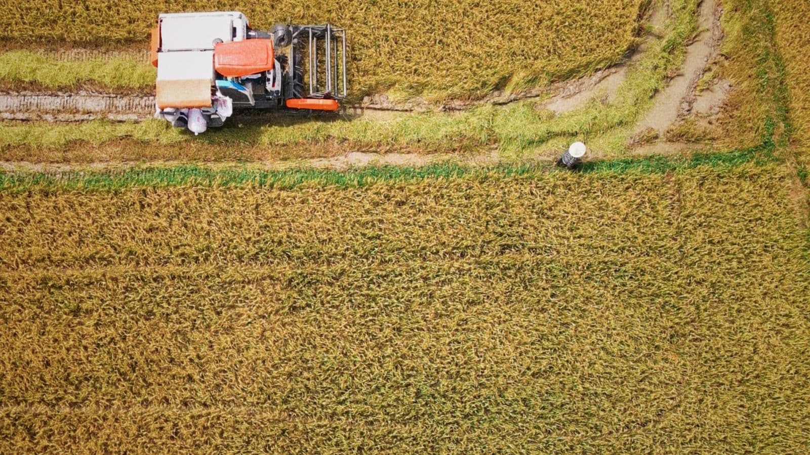 A combine harvester seen from directly above, cutting a golden rice field.
