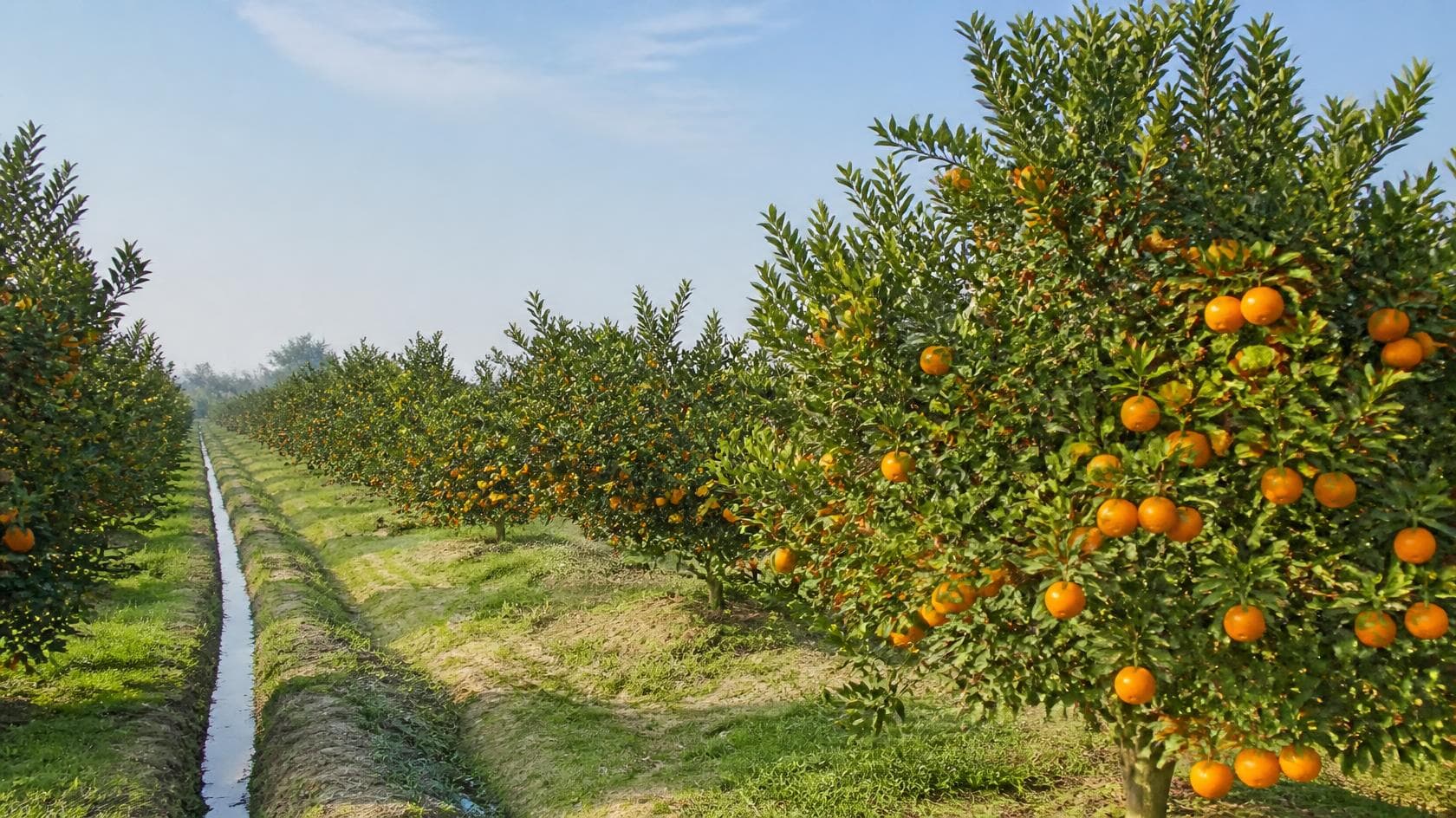 Rows of citrus trees in an orchard.