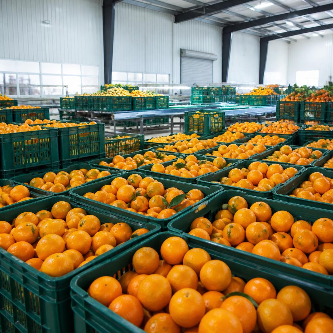 Stacked crates of graded citrus awaiting packing.